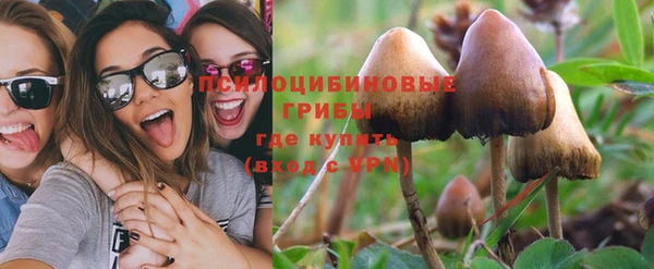 прущие грибы Гусиноозёрск